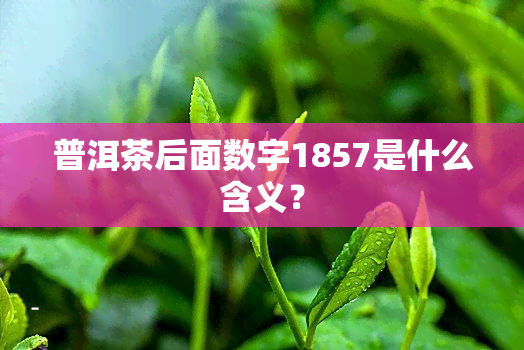 普洱茶后面数字1857是什么含义？