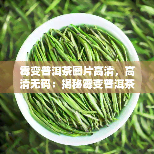 霉变普洱茶图片高清，高清 *** ：揭秘霉变普洱茶的恐怖真相！