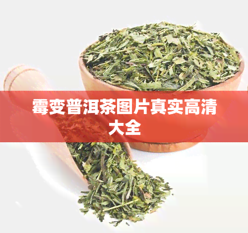 霉变普洱茶图片真实高清大全