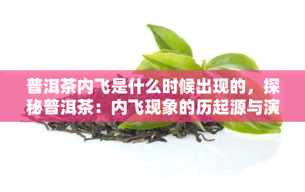 普洱茶内飞是什么时候出现的，探秘普洱茶：内飞现象的历起源与演变