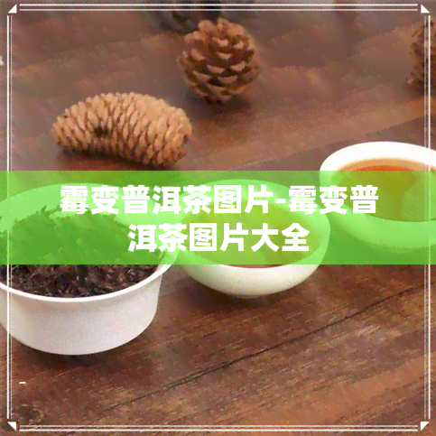 霉变普洱茶图片-霉变普洱茶图片大全