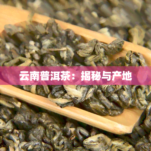 云南普洱茶：揭秘与产地