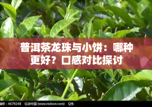 普洱茶龙珠与小饼：哪种更好？口感对比探讨