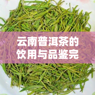 云南普洱茶的饮用与品鉴完全指南：从入门到精通