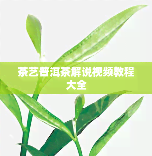 茶艺普洱茶解说视频教程大全