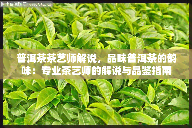 普洱茶茶艺师解说，品味普洱茶的韵味：专业茶艺师的解说与品鉴指南