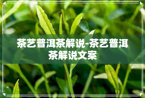 茶艺普洱茶解说-茶艺普洱茶解说文案