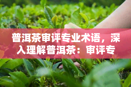 普洱茶审评专业术语，深入理解普洱茶：审评专业术语解析