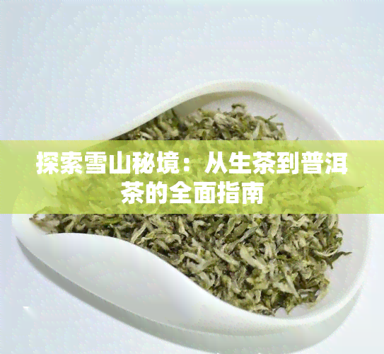 探索雪山秘境：从生茶到普洱茶的全面指南