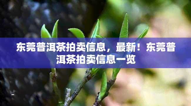 东莞普洱茶拍卖信息，最新！东莞普洱茶拍卖信息一览