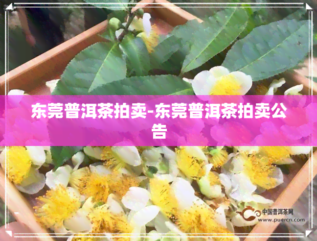 东莞普洱茶拍卖-东莞普洱茶拍卖公告