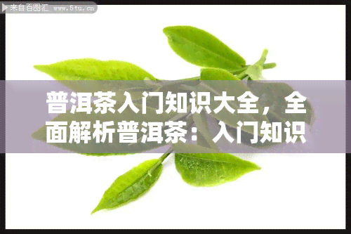 普洱茶入门知识大全，全面解析普洱茶：入门知识大全