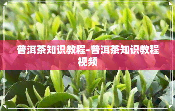 普洱茶知识教程-普洱茶知识教程视频