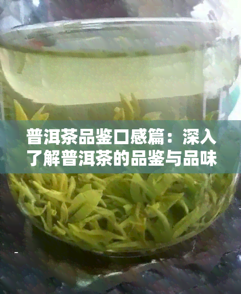 普洱茶品鉴口感篇：深入了解普洱茶的品鉴与品味