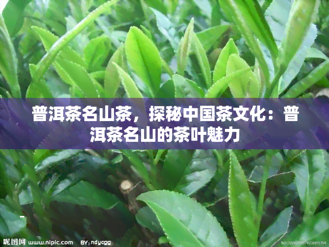 普洱茶名山茶，探秘中国茶文化：普洱茶名山的茶叶魅力