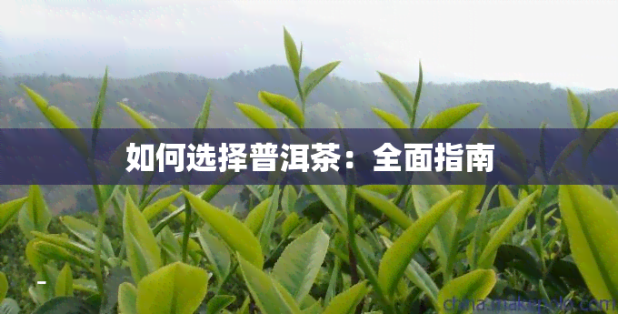 如何选择普洱茶：全面指南