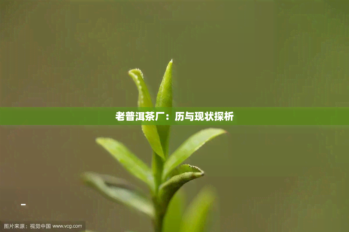 老普洱茶厂：历与现状探析