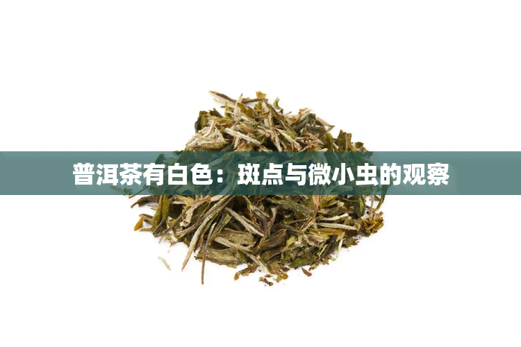 普洱茶有白色：斑点与微小虫的观察