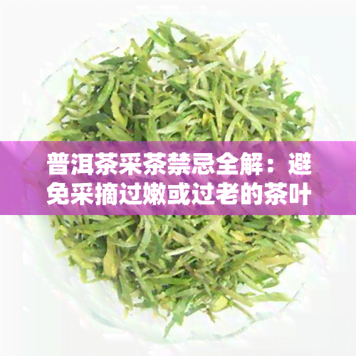 普洱茶采茶禁忌全解：避免采摘过嫩或过老的茶叶，禁止使用农药等有害物质。