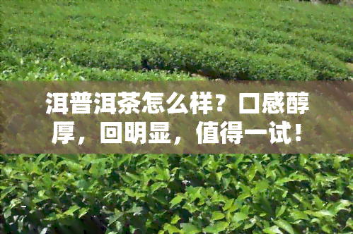 洱普洱茶怎么样？口感醇厚，回明显，值得一试！