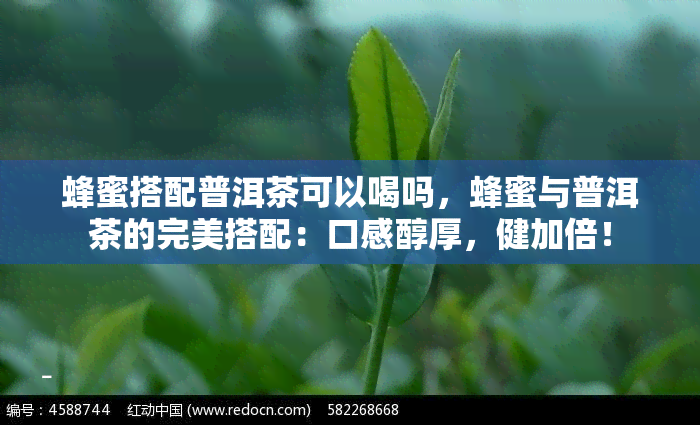 蜂蜜搭配普洱茶可以喝吗，蜂蜜与普洱茶的完美搭配：口感醇厚，健加倍！