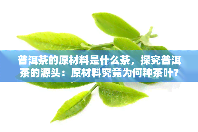 普洱茶的原材料是什么茶，探究普洱茶的源头：原材料究竟为何种茶叶？