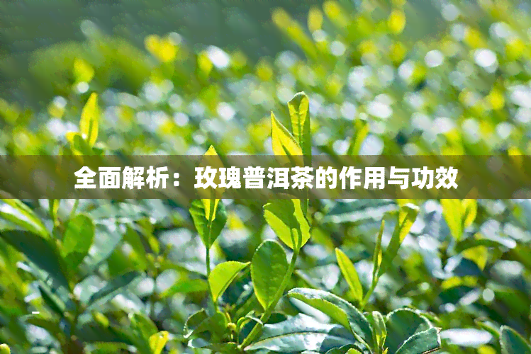 全面解析：玫瑰普洱茶的作用与功效