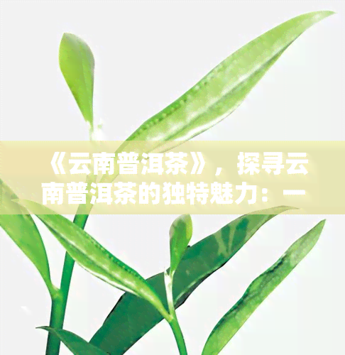 《云南普洱茶》，探寻云南普洱茶的独特魅力：一次深入的品茗之旅