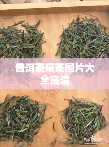 普洱茶采茶图片大全高清