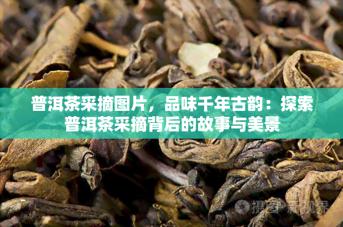 普洱茶采摘图片，品味千年古韵：探索普洱茶采摘背后的故事与美景