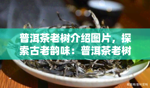 普洱茶老树介绍图片，探索古老韵味：普洱茶老树介绍及精美图片欣