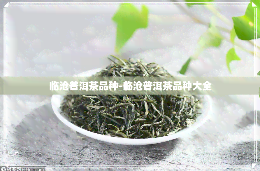 临沧普洱茶品种-临沧普洱茶品种大全