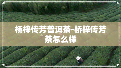 桥梓传芳普洱茶-桥梓传芳茶怎么样