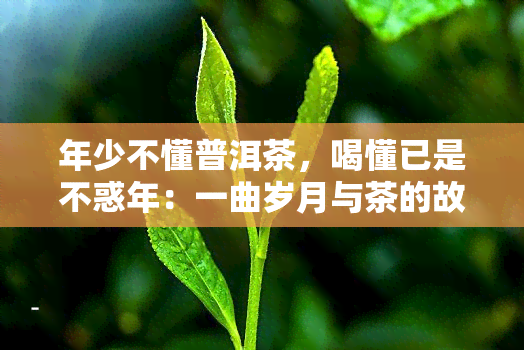 年少不懂普洱茶，喝懂已是不惑年：一曲岁月与茶的故事