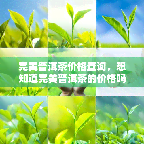 完美普洱茶价格查询，想知道完美普洱茶的价格吗？立即查询！