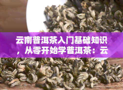 云南普洱茶入门基础知识，从零开始学普洱茶：云南普洱茶入门基础知识全面解析