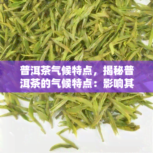 普洱茶气候特点，揭秘普洱茶的气候特点：影响其品质的关键因素