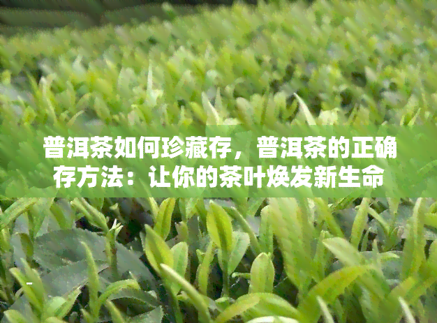 普洱茶如何珍藏存，普洱茶的正确存方法：让你的茶叶焕发新生命