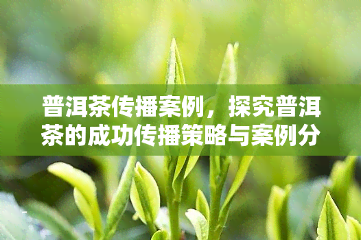 普洱茶传播案例，探究普洱茶的成功传播策略与案例分析