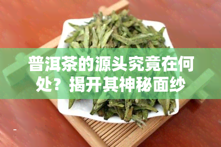 普洱茶的源头究竟在何处？揭开其神秘面纱