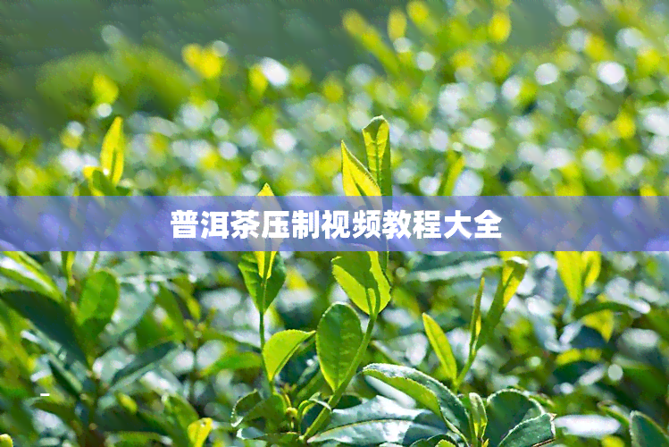 普洱茶压制视频教程大全