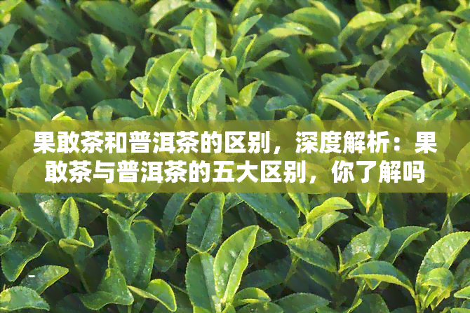 果敢茶和普洱茶的区别，深度解析：果敢茶与普洱茶的五大区别，你了解吗？