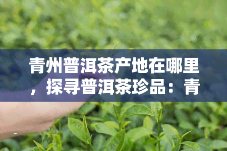 青州普洱茶产地在哪里，探寻普洱茶珍品：青州普洱茶的产地揭秘