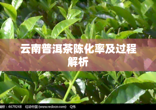 云南普洱茶陈化率及过程解析