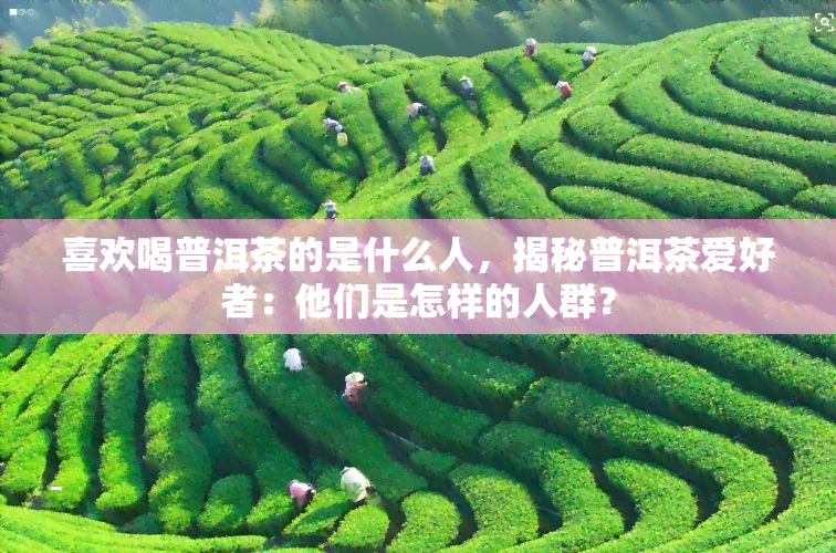 喜欢喝普洱茶的是什么人，揭秘普洱茶爱好者：他们是怎样的人群？