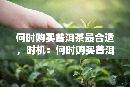 何时购买普洱茶最合适，时机：何时购买普洱茶最合适？