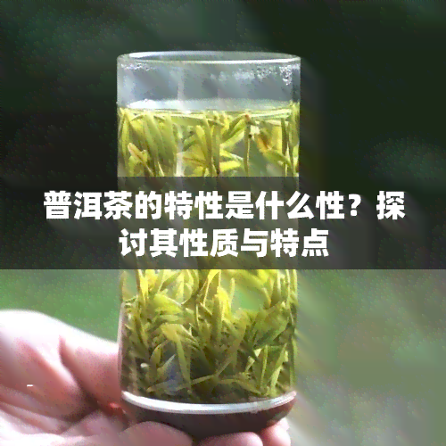 普洱茶的特性是什么性？探讨其性质与特点