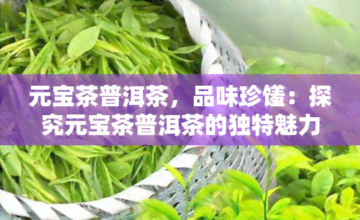 元宝茶普洱茶，品味珍馐：探究元宝茶普洱茶的独特魅力