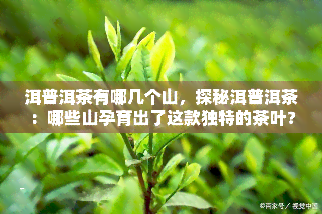 洱普洱茶有哪几个山，探秘洱普洱茶：哪些山孕育出了这款独特的茶叶？