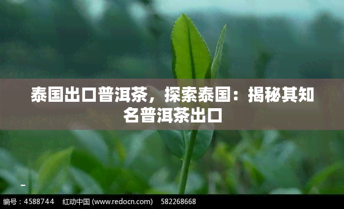 泰国出口普洱茶，探索泰国：揭秘其知名普洱茶出口